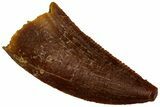 Serrated Raptor Tooth - Real Dinosaur Tooth #297798-1